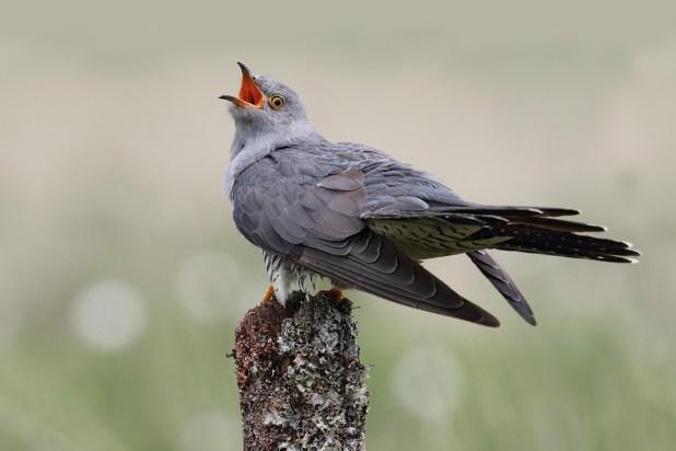 Going cuckoo indoors? How to feel free as a bird