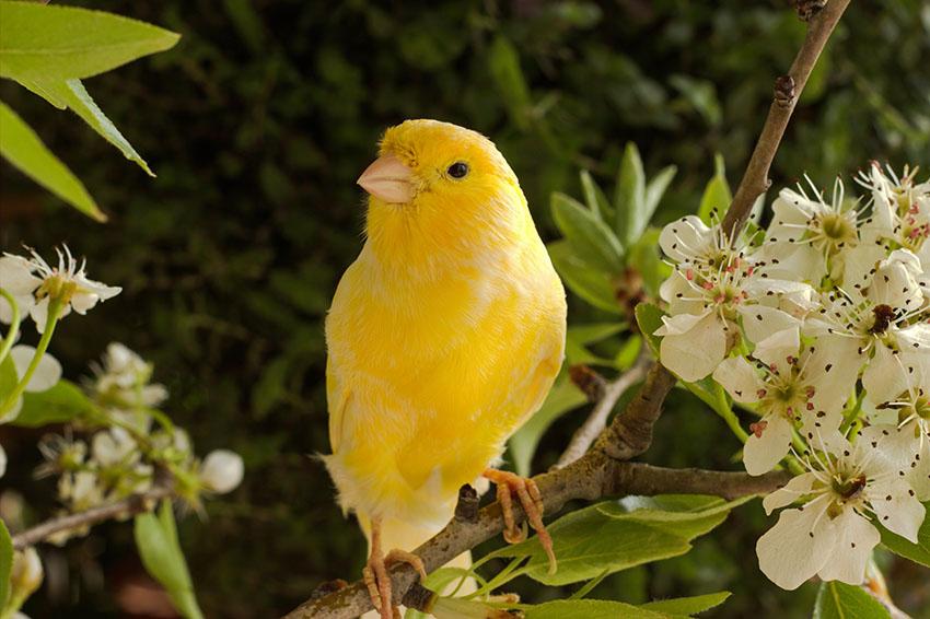 What are the Best Singing Canaries? | Canary | Finches and Canaries | Guide