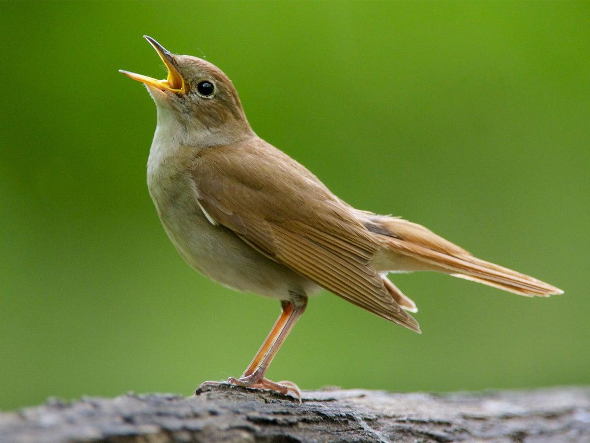 Male nightingales sing complex songs to show females they will be good  fathers, say scientists | The Independent | The Independent