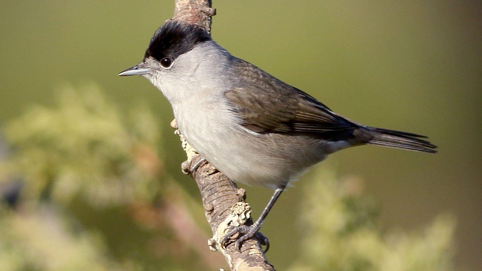 Some Eurasian Blackcaps Are Flipping Migration, Flying North for Winter |  All About Birds All About Birds