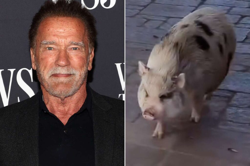 Arnold Schwarzenegger pet pig