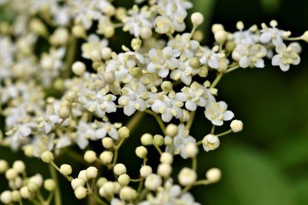 Elderflower