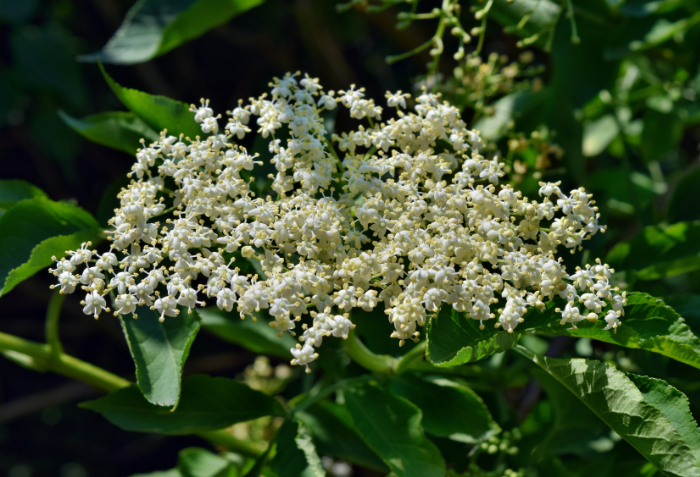 Elderflower