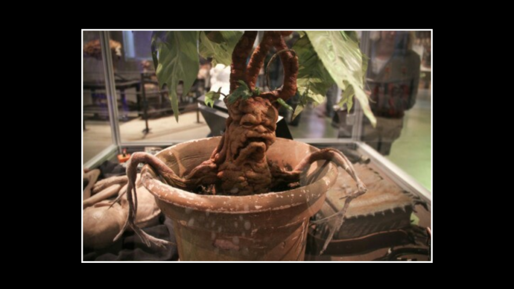 Mandrake