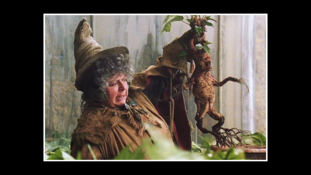 The Role of Mandrake in ‘Harry Potter and the Chamber of Secrets’