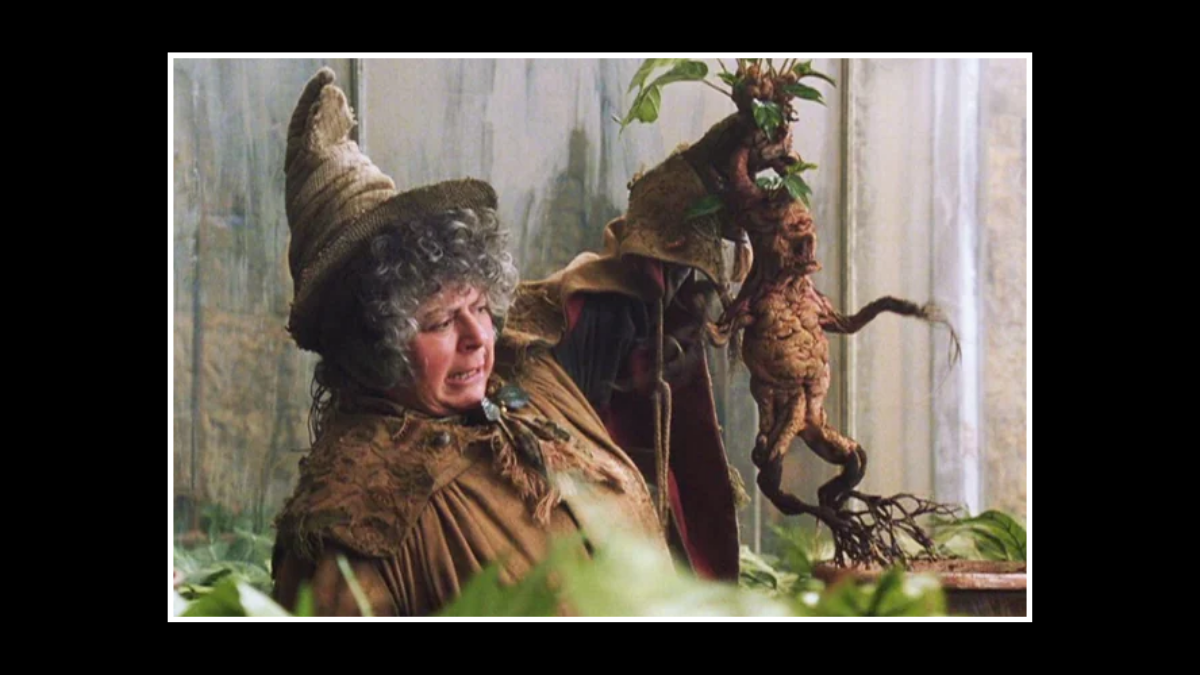 The Role of Mandrake in ‘Harry Potter and the Chamber of Secrets’