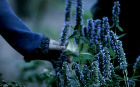 Vervain